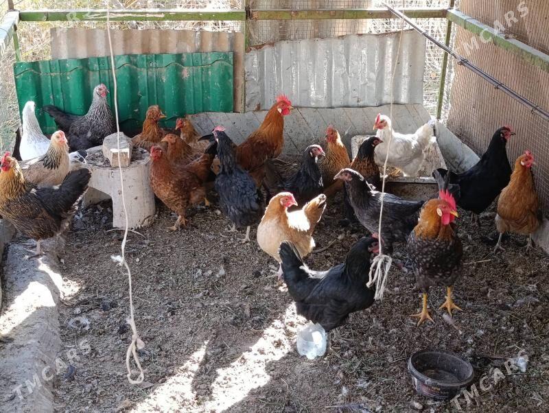 Towuk Hozar - Oguz han - img 3