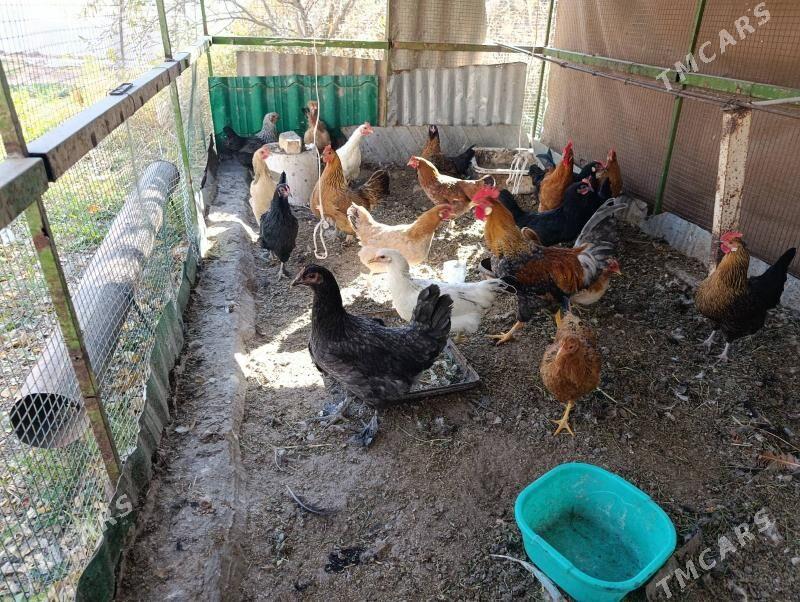 Towuk Hozar - Oguz han - img 4