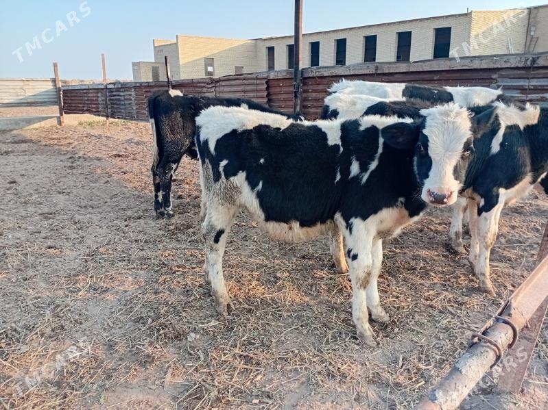 okuzce - Туркменабат - img 2