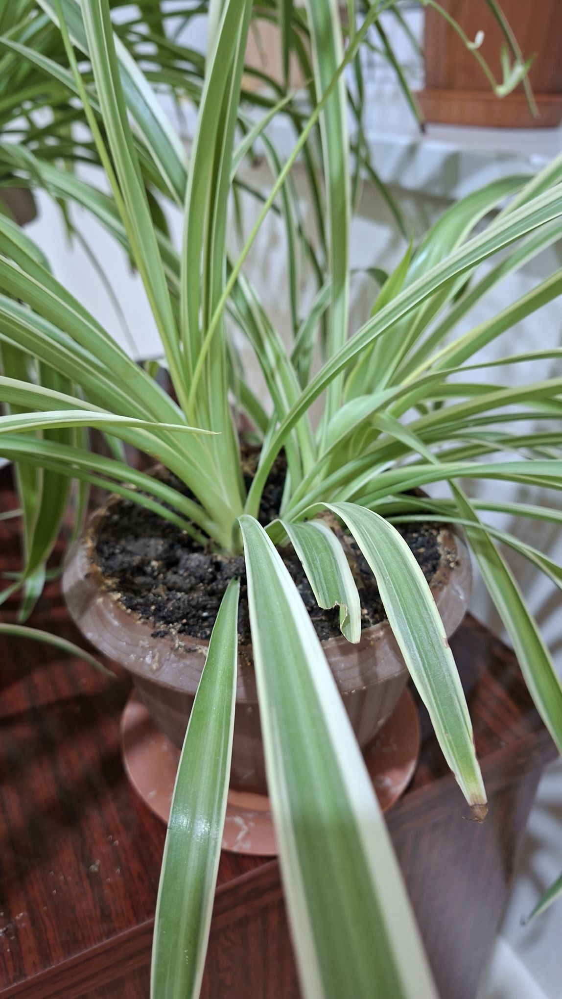 цветы комнатые - Aşgabat - img 6