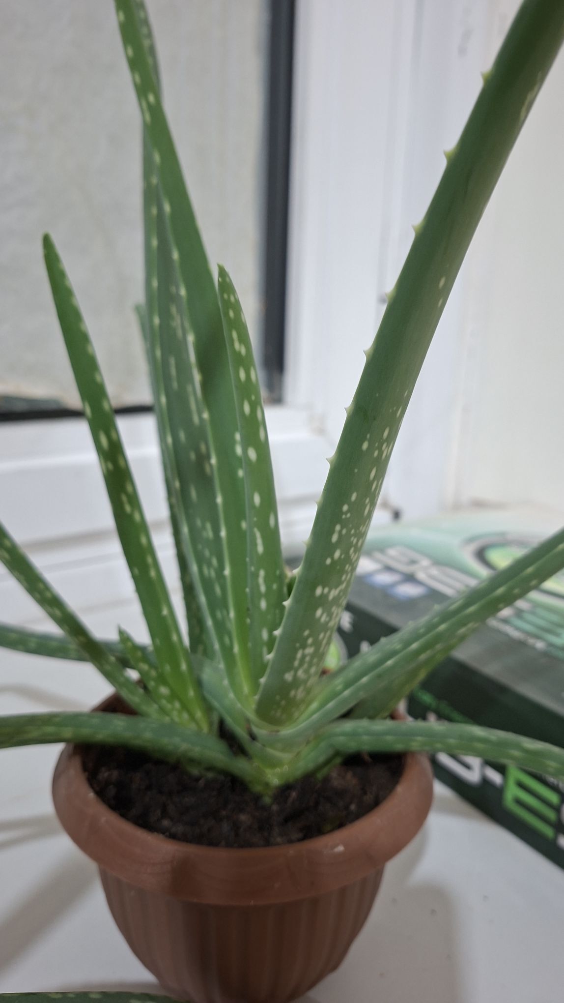 цветы комнатые - Aşgabat - img 4