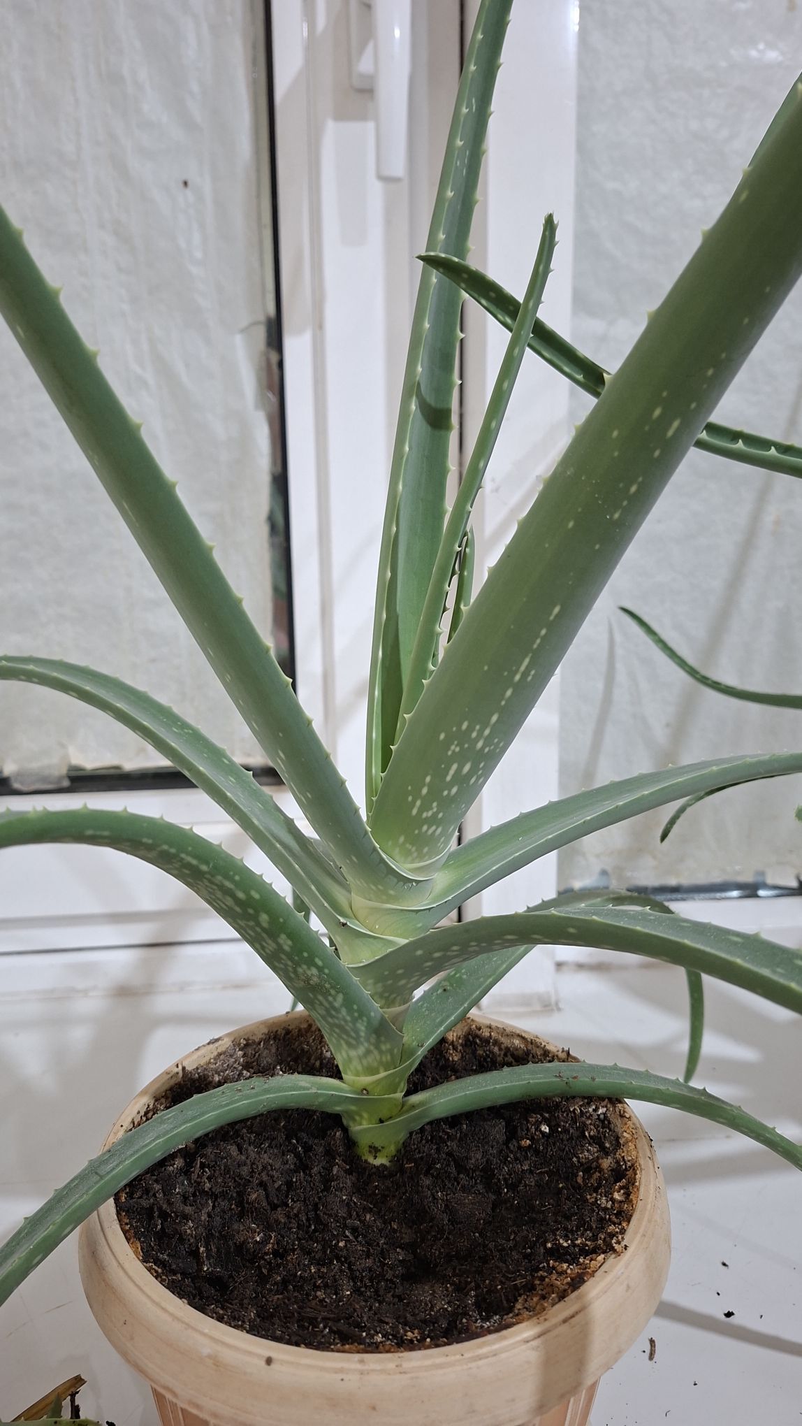 цветы комнатые - Aşgabat - img 2