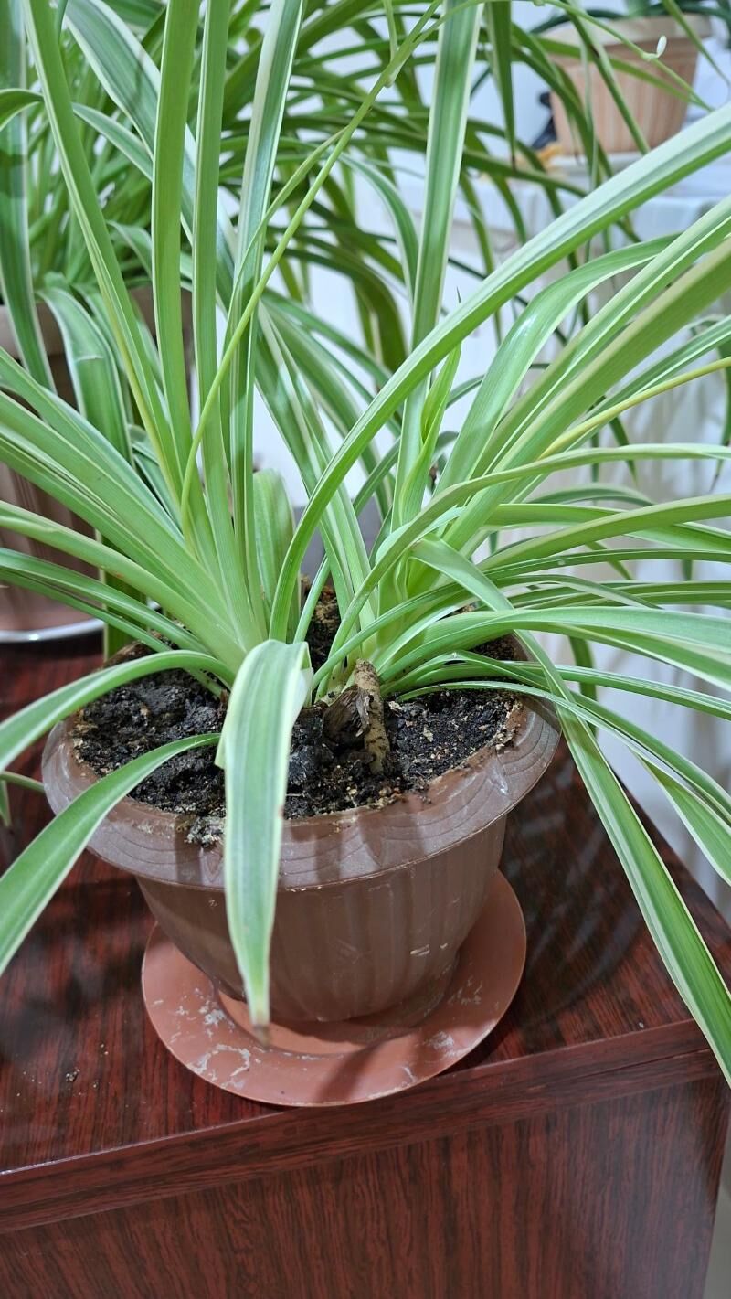 цветы комнатые - Aşgabat - img 3