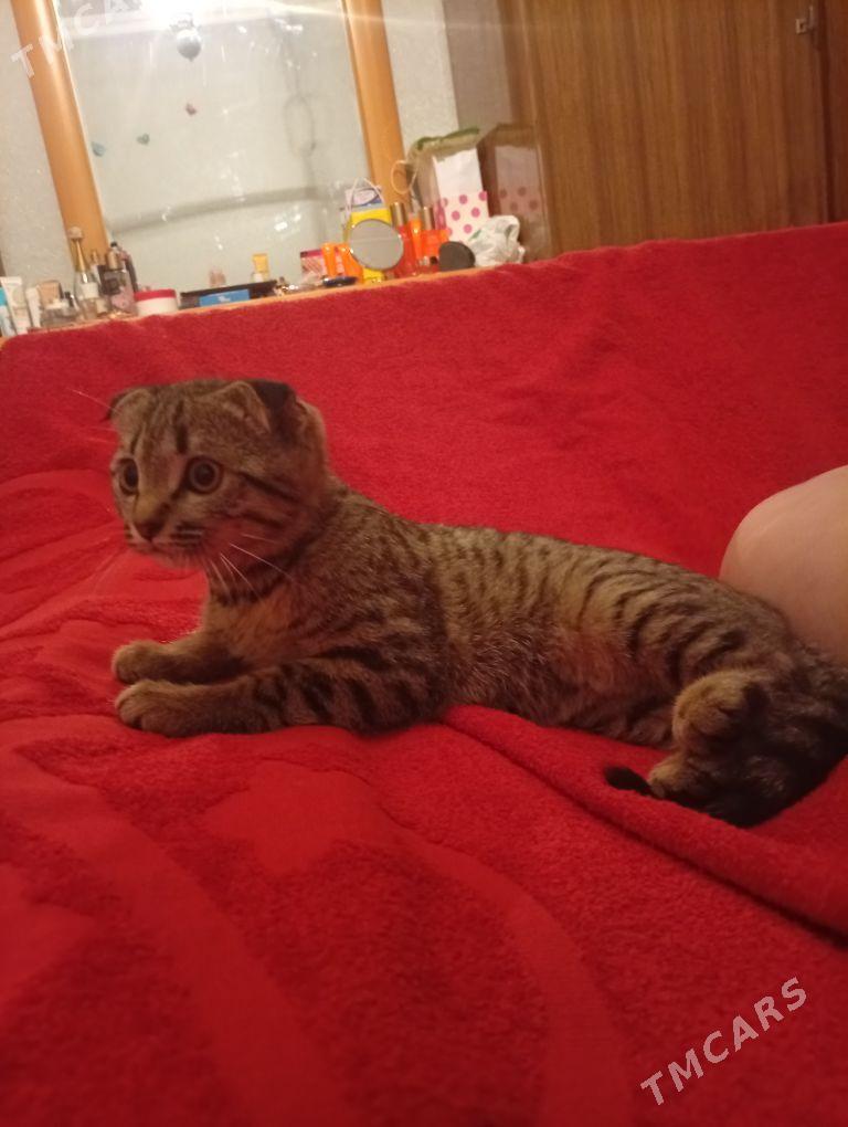 домашние животные - Aşgabat - img 5