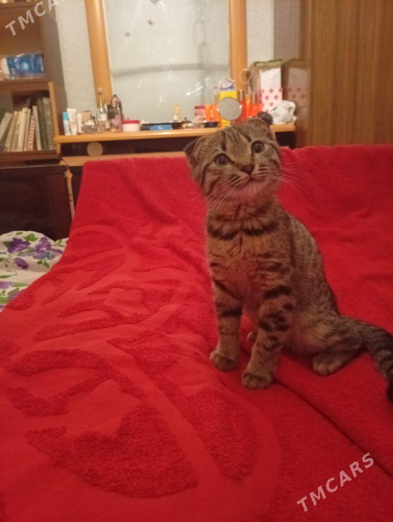 домашние животные - Aşgabat - img 4