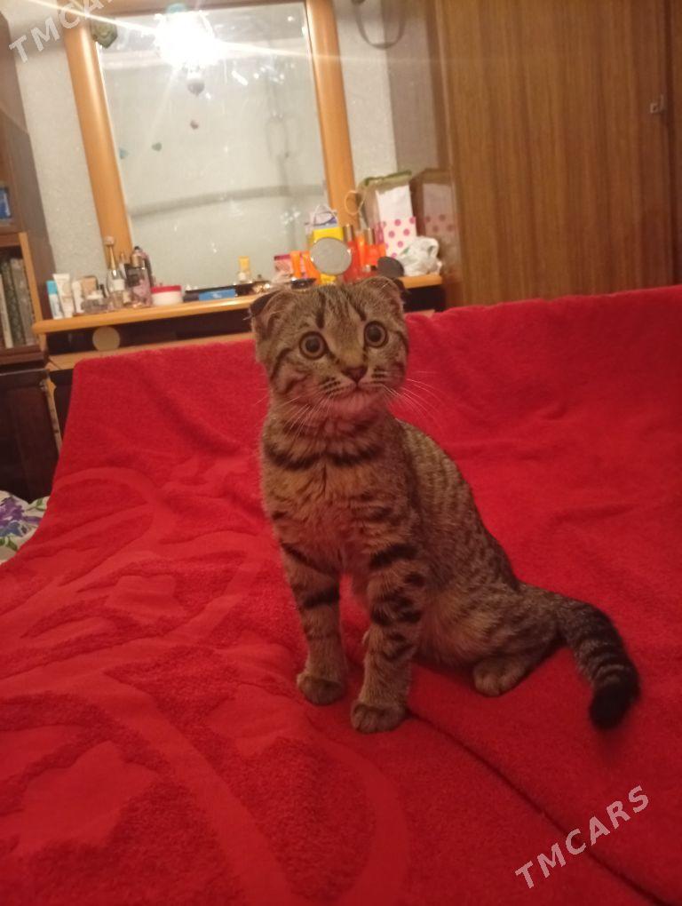 домашние животные - Aşgabat - img 6