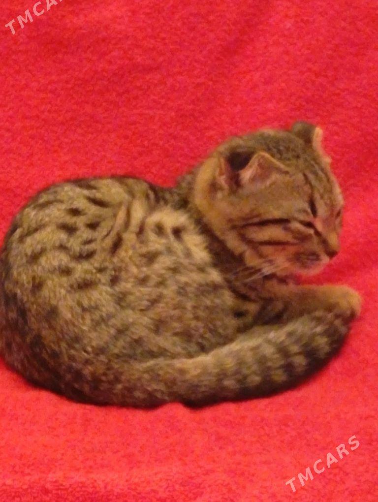 домашние животные - Aşgabat - img 3