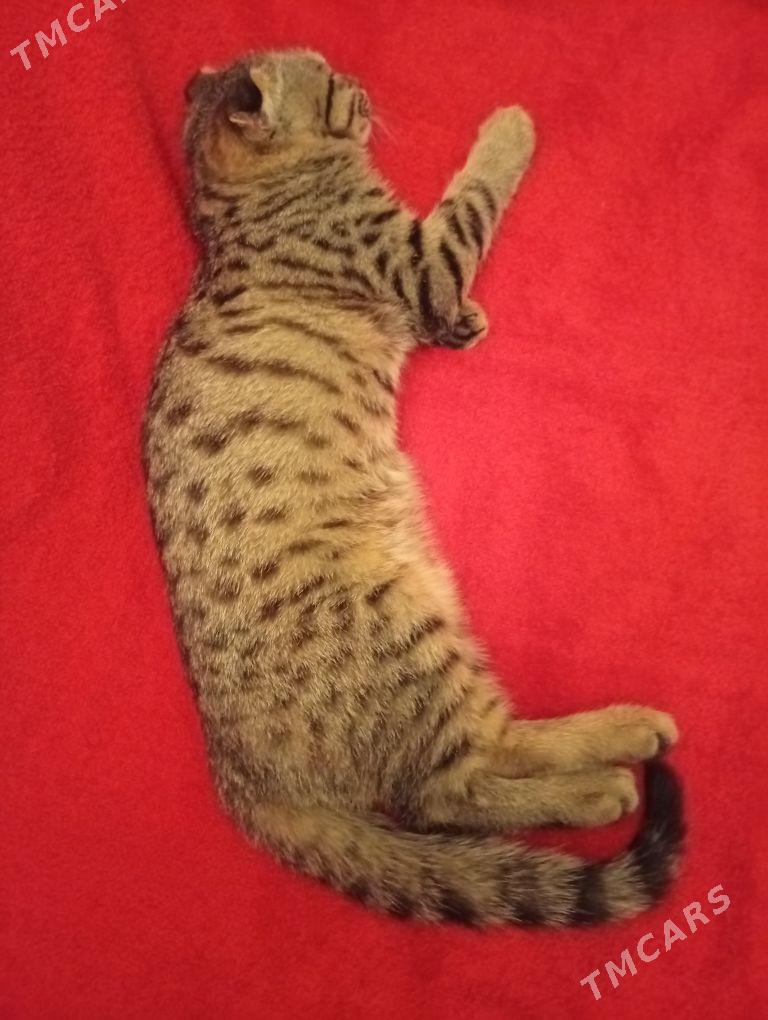 домашние животные - Aşgabat - img 2