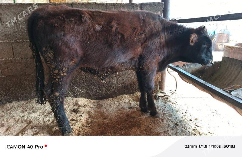 öküz - Aşgabat - img 4