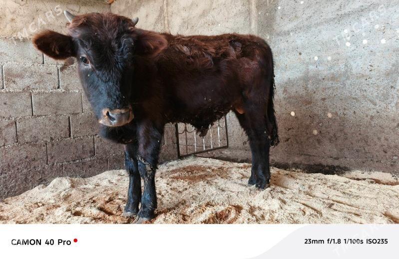 öküz - Aşgabat - img 3