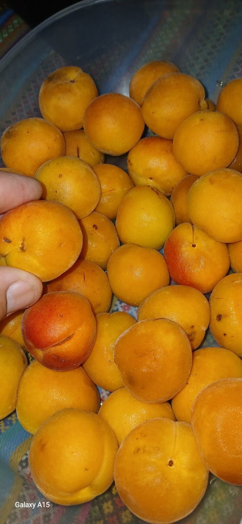 erik mindal igde - Ak bugdaý etraby - img 1