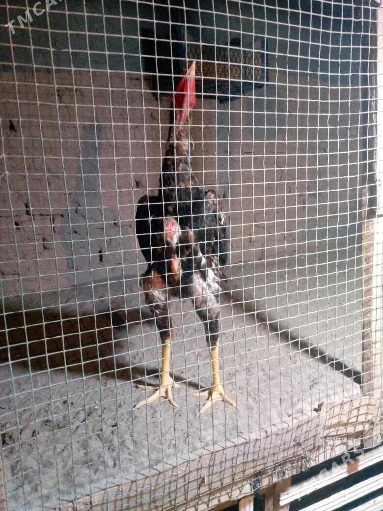 horaz juyje - Дашогуз - img 1