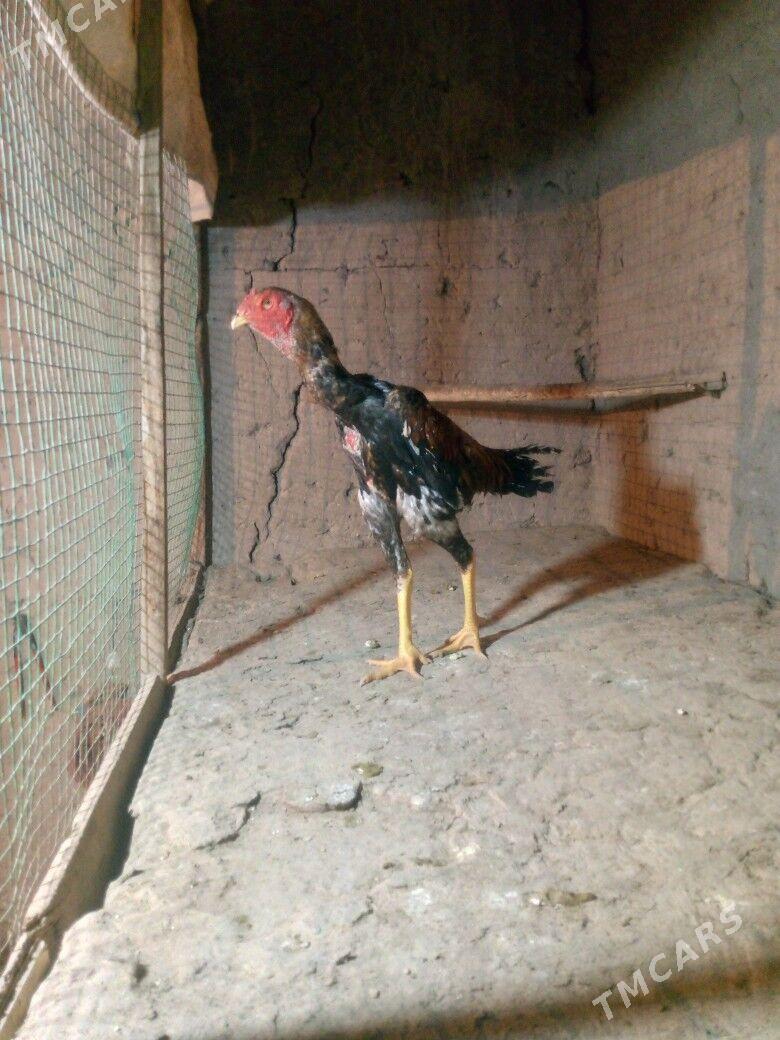 horaz juyje - Дашогуз - img 2