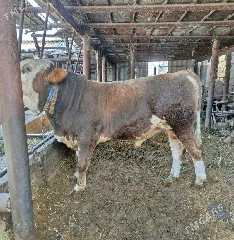 Okuzler Gulajynlar - Ёлётен - img 10