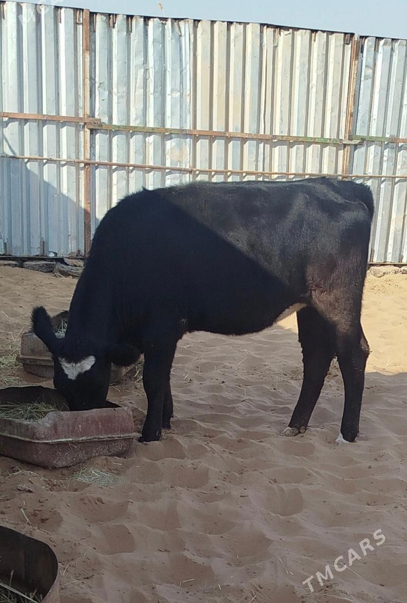 Okuzler Gulajynlar - Ёлётен - img 3