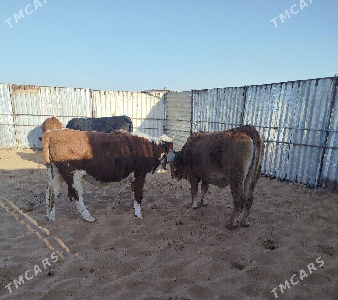 Okuzler Gulajynlar - Ёлётен - img 6