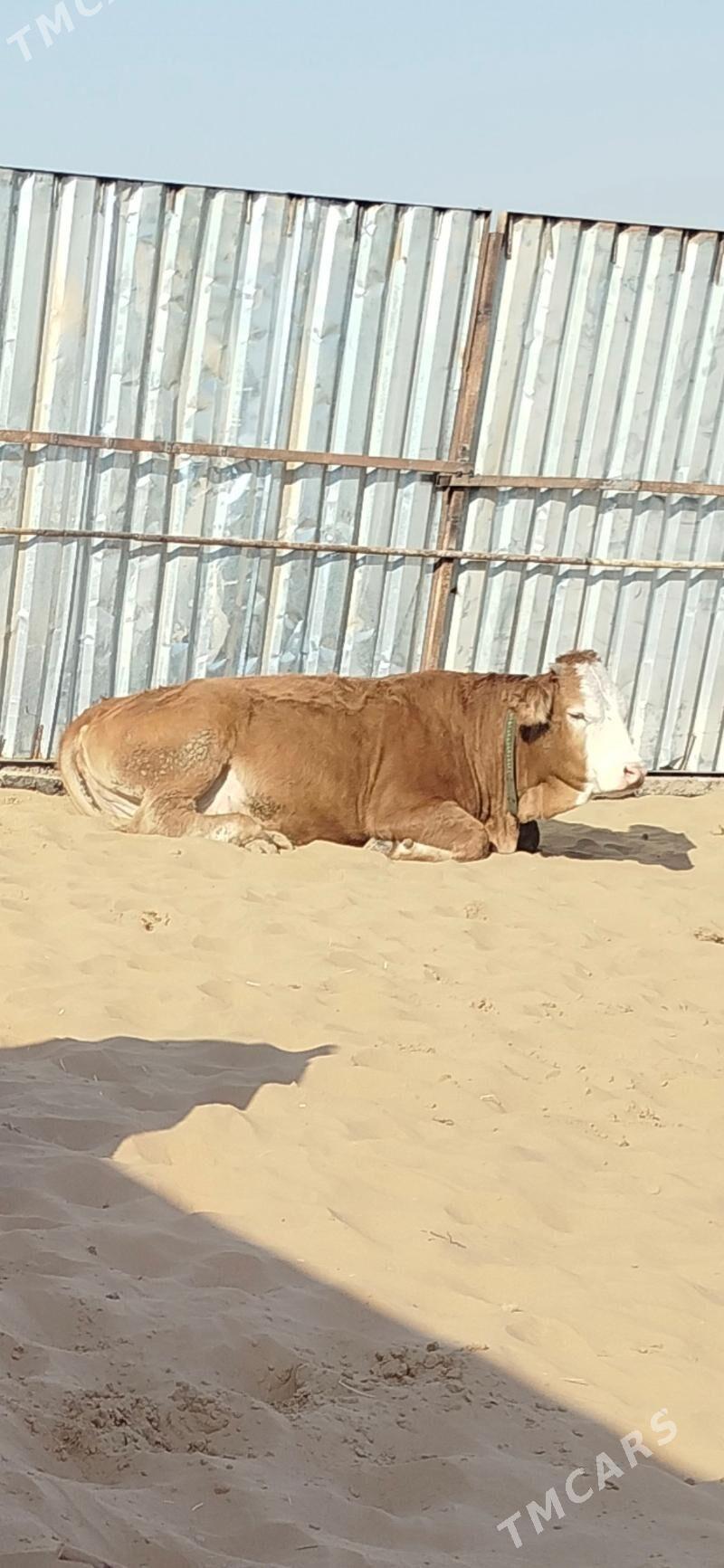 Okuzler Gulajynlar - Ёлётен - img 7