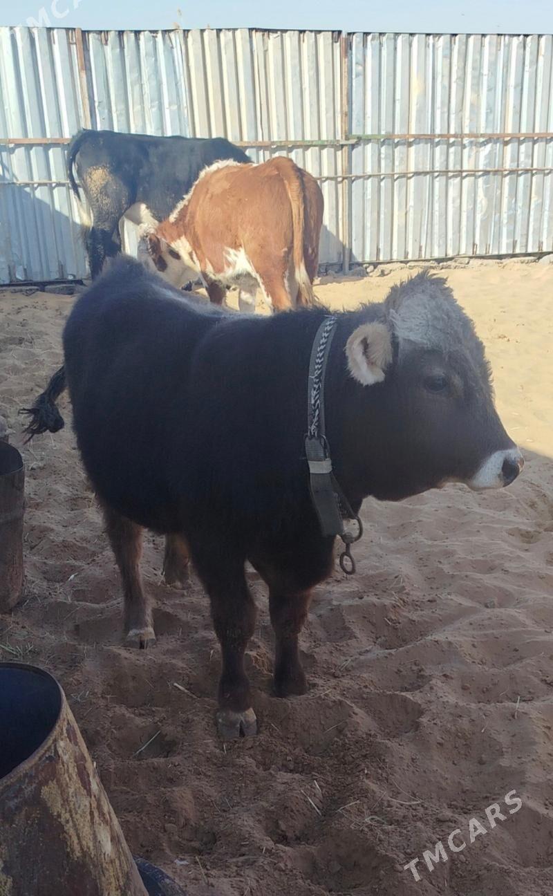 Okuzler Gulajynlar - Ёлётен - img 8