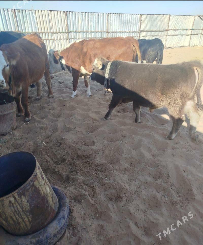 Okuzler Gulajynlar - Ёлётен - img 9