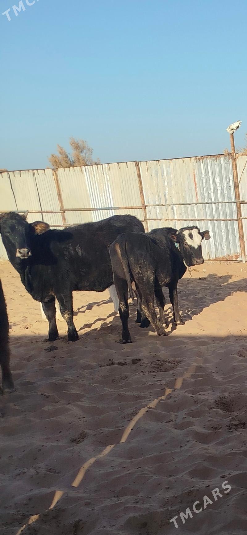 Okuzler Gulajynlar - Ёлётен - img 4