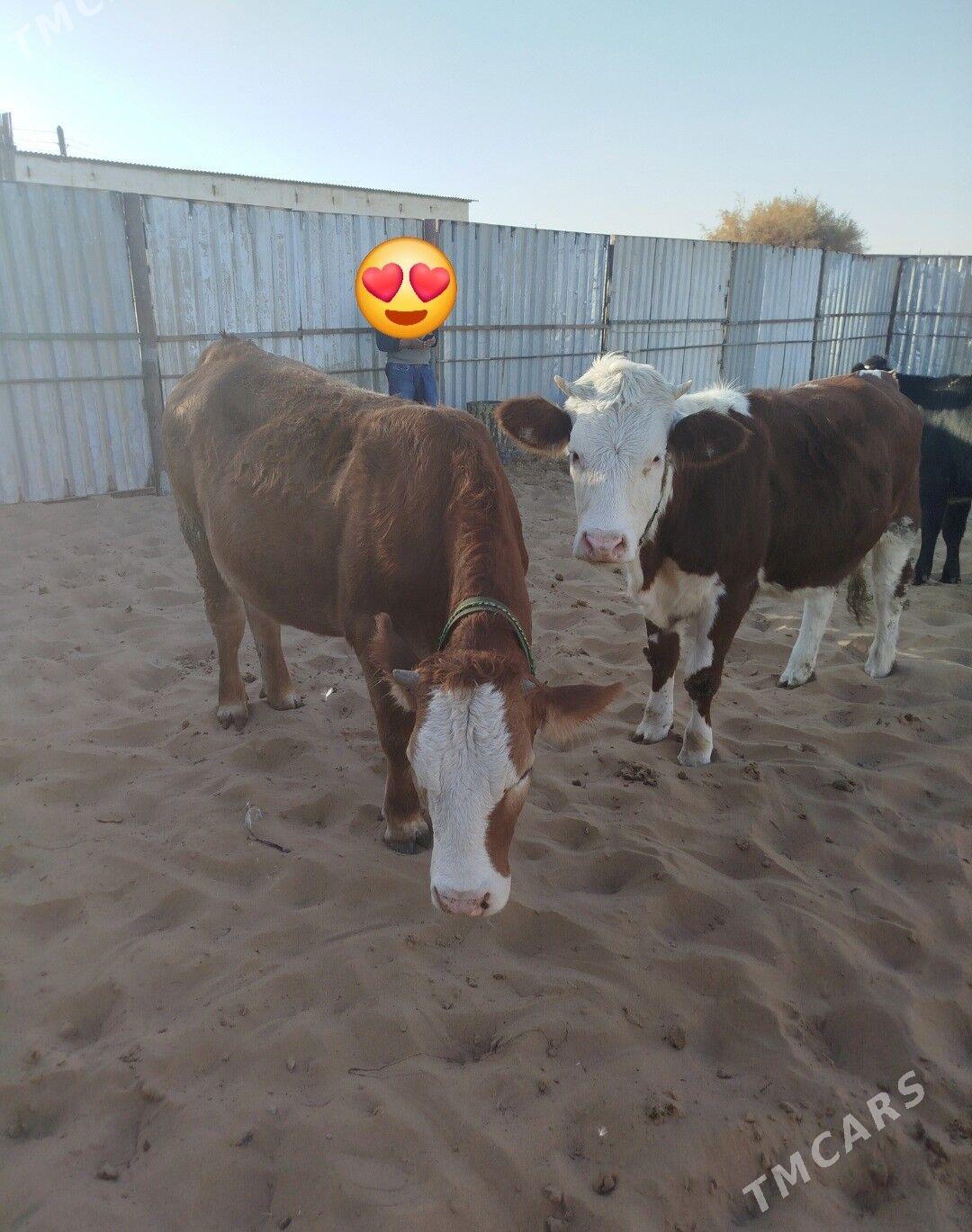 Okuzler Gulajynlar - Ёлётен - img 5