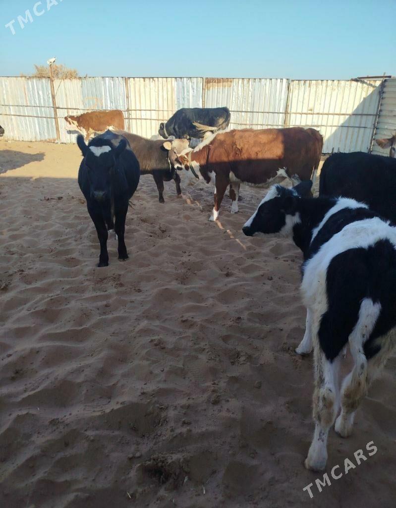 Okuzler Gulajynlar - Ёлётен - img 2