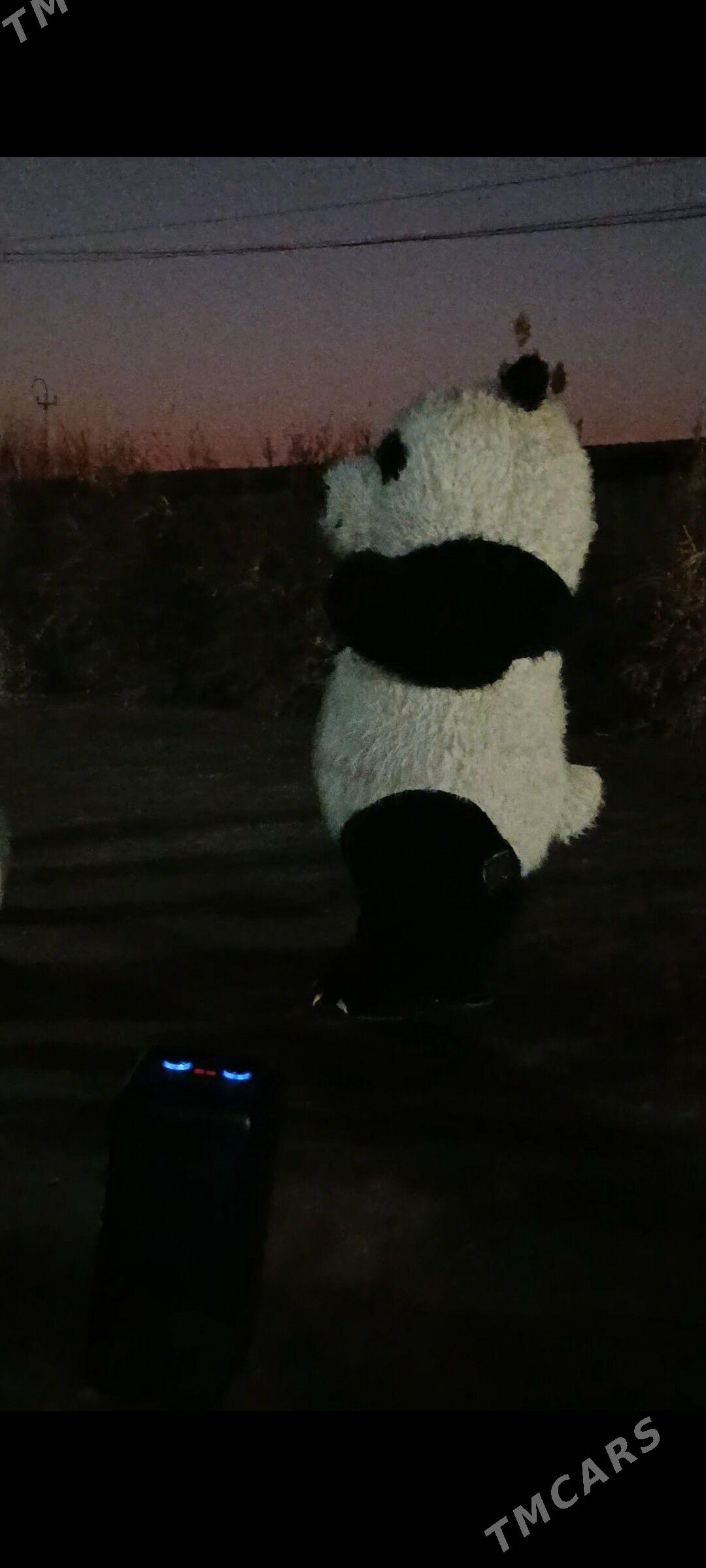 panda - Garabekewül - img 2