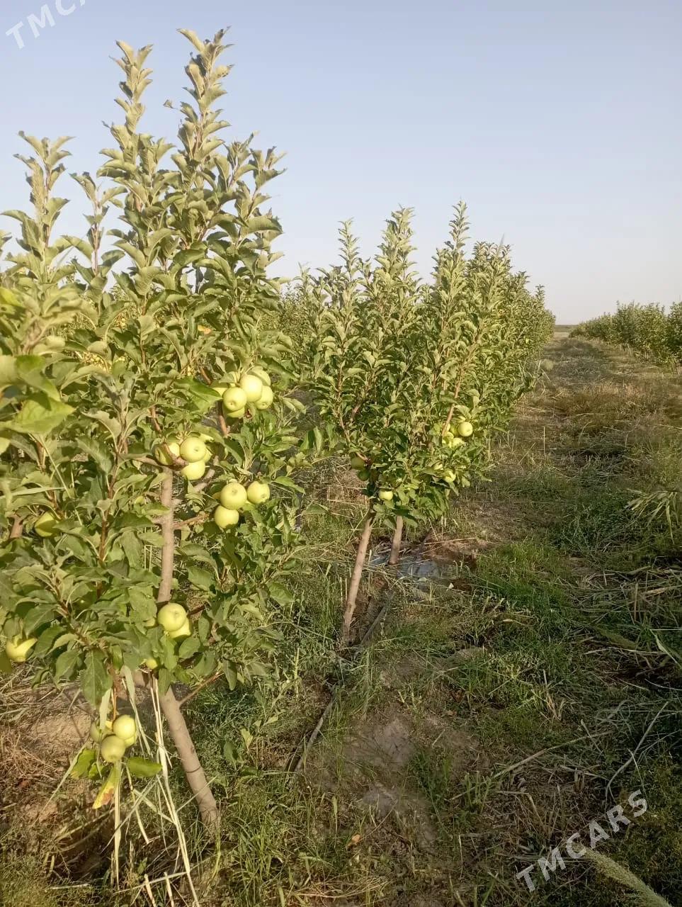 Satlyk ekerançylyk plontasiýa - Kaka - img 4