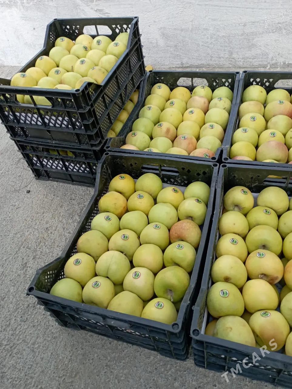 Satlyk ekerançylyk plontasiýa - Kaka - img 9