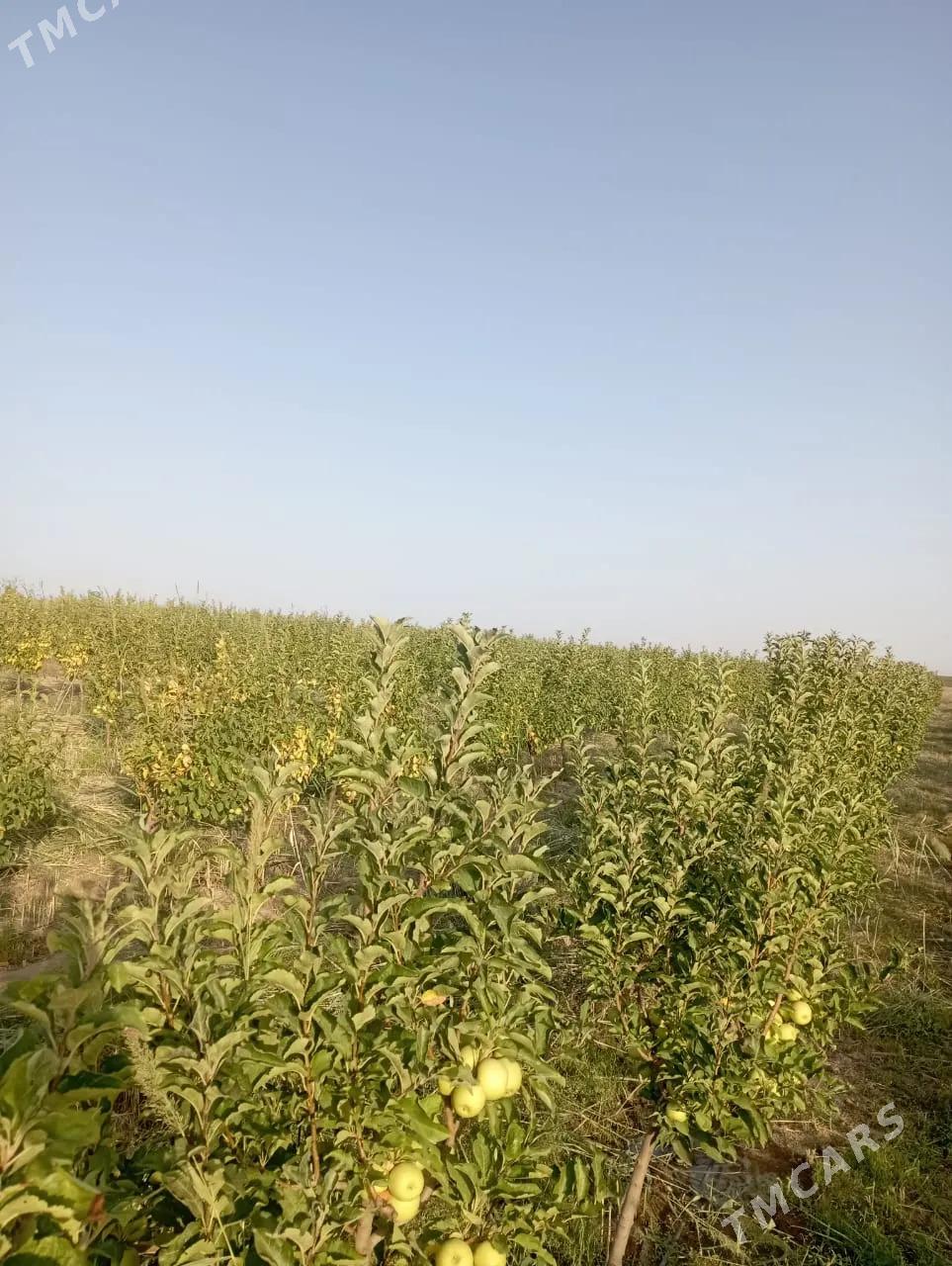 Satlyk ekerançylyk plontasiýa - Kaka - img 6