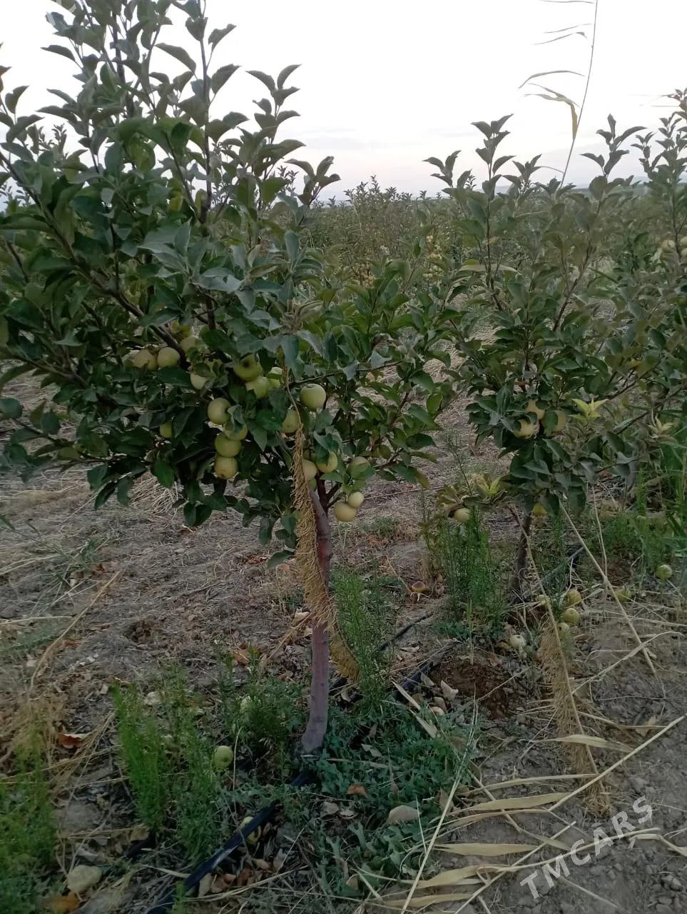 Satlyk ekerançylyk plontasiýa - Kaka - img 2