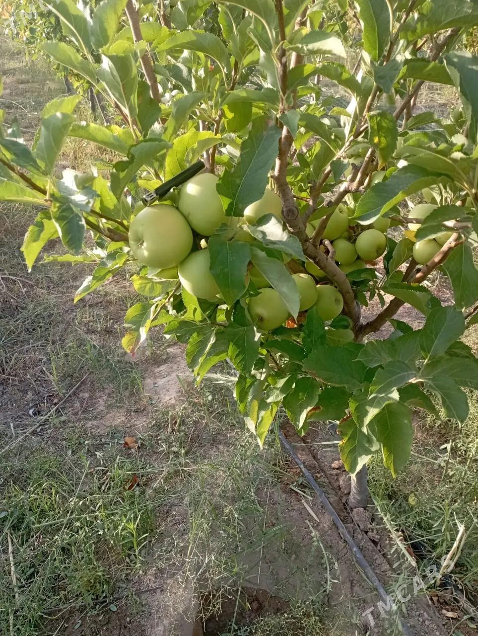 Satlyk ekerançylyk plontasiýa - Kaka - img 5