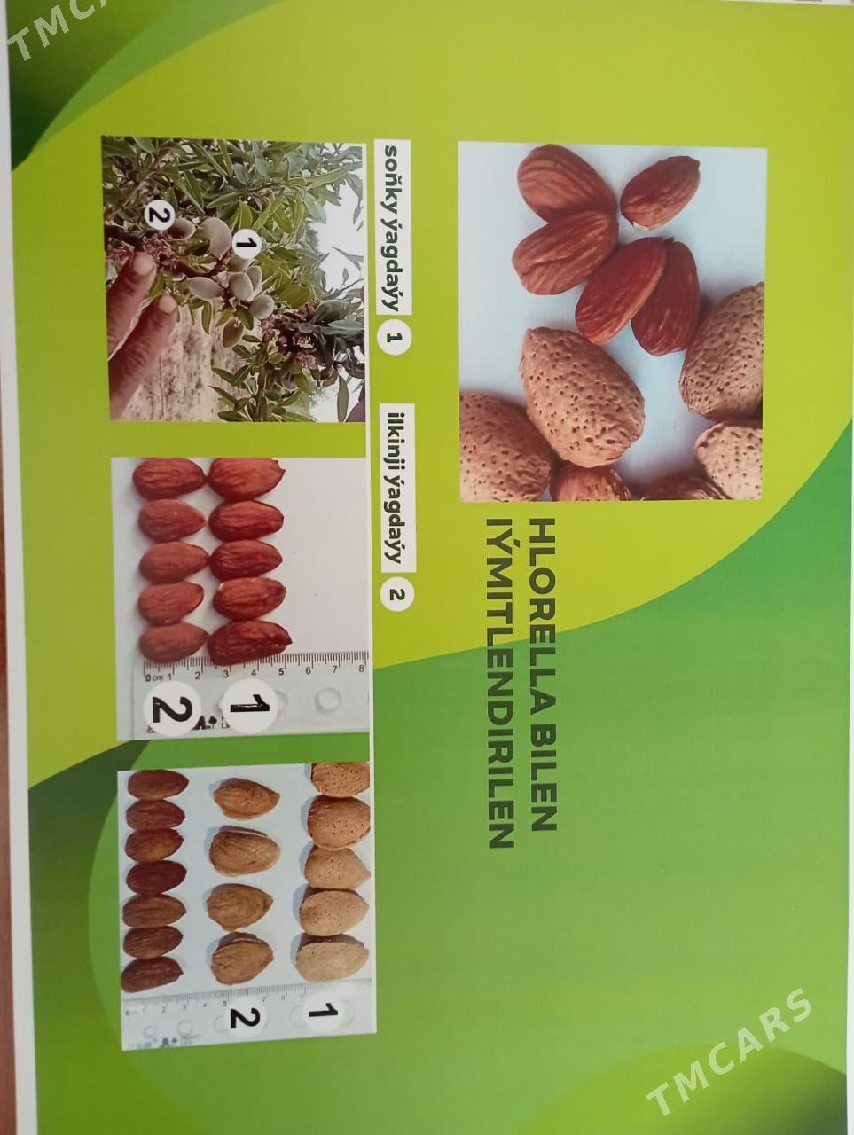 Satlyk ekerançylyk plontasiýa - Kaka - img 8