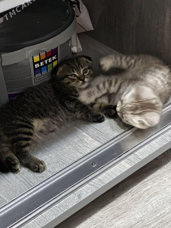 pisik - Türkmenbaşy - img 4