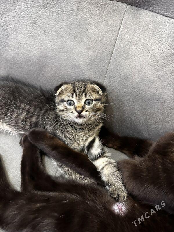 pisik - Türkmenbaşy - img 2