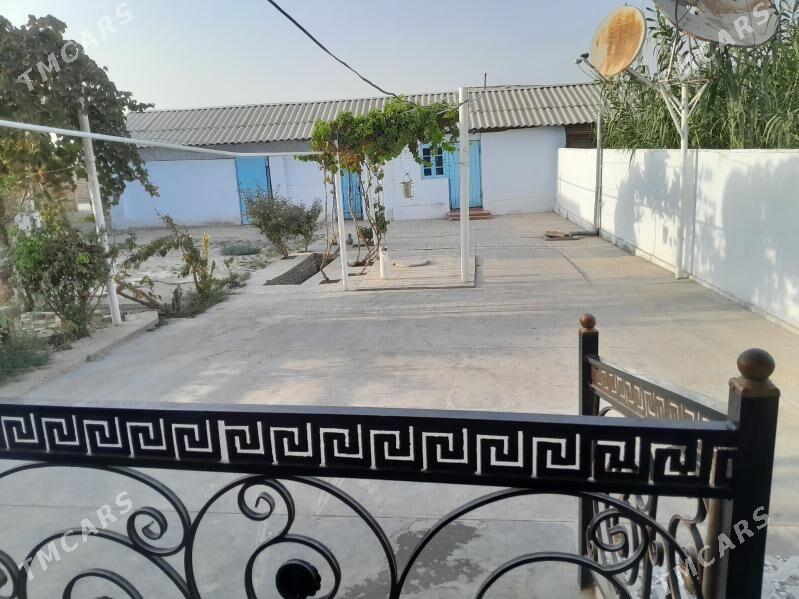 sadly jay - Туркменгала - img 2