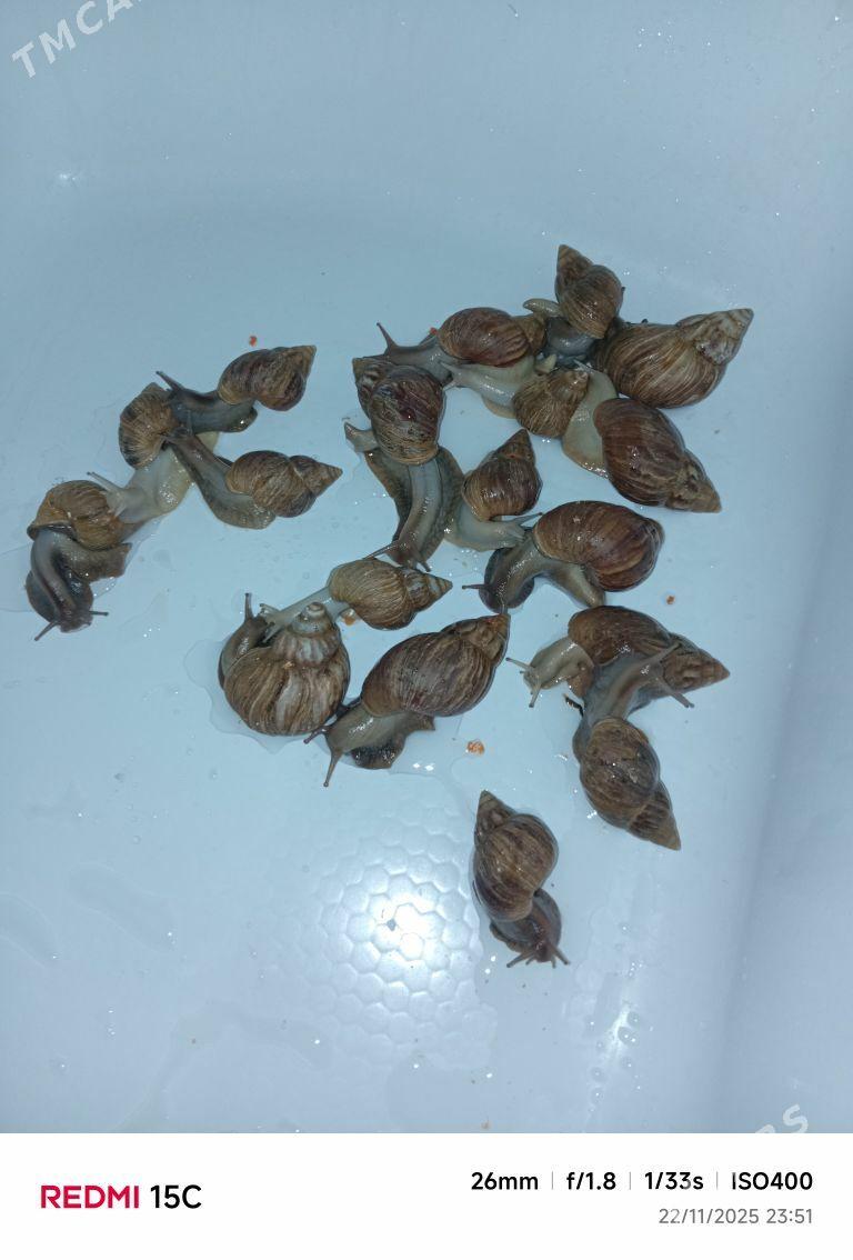 Ulitga - Aşgabat - img 3