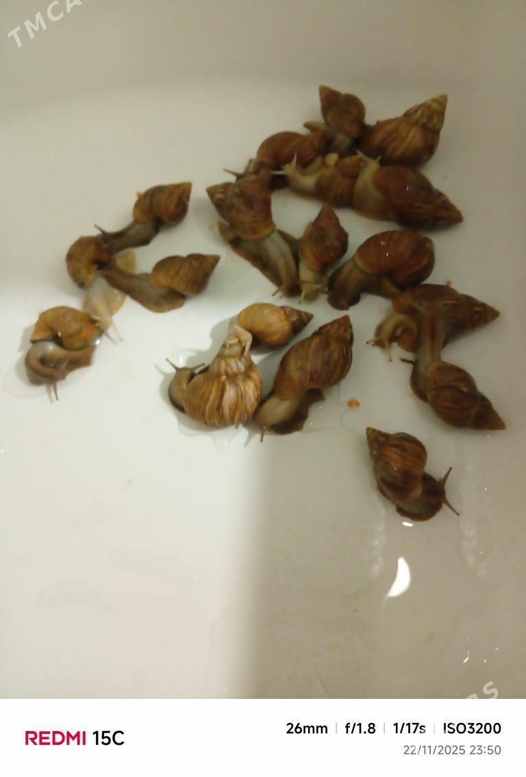 Ulitga - Aşgabat - img 2