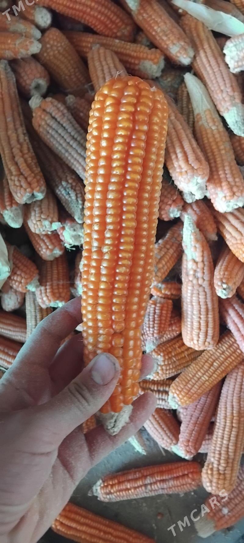 megge - Änew - img 3