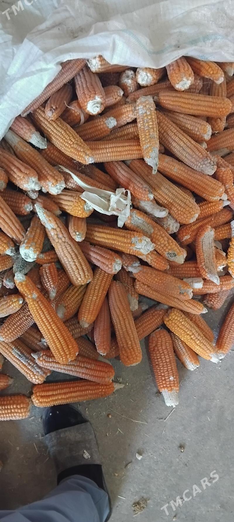 megge - Änew - img 2