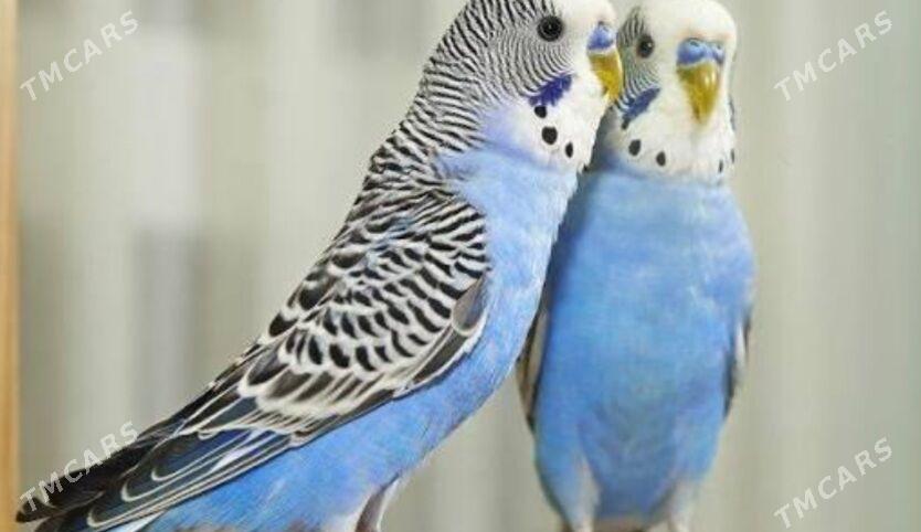 papugay pabugay valnisdy - Ашхабад - img 3