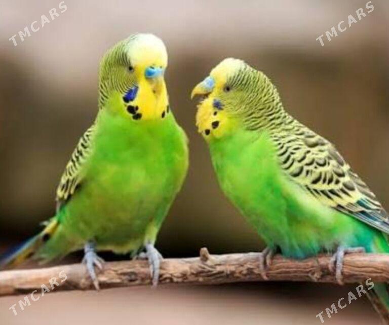 papugay pabugay valnisdy - Ашхабад - img 1