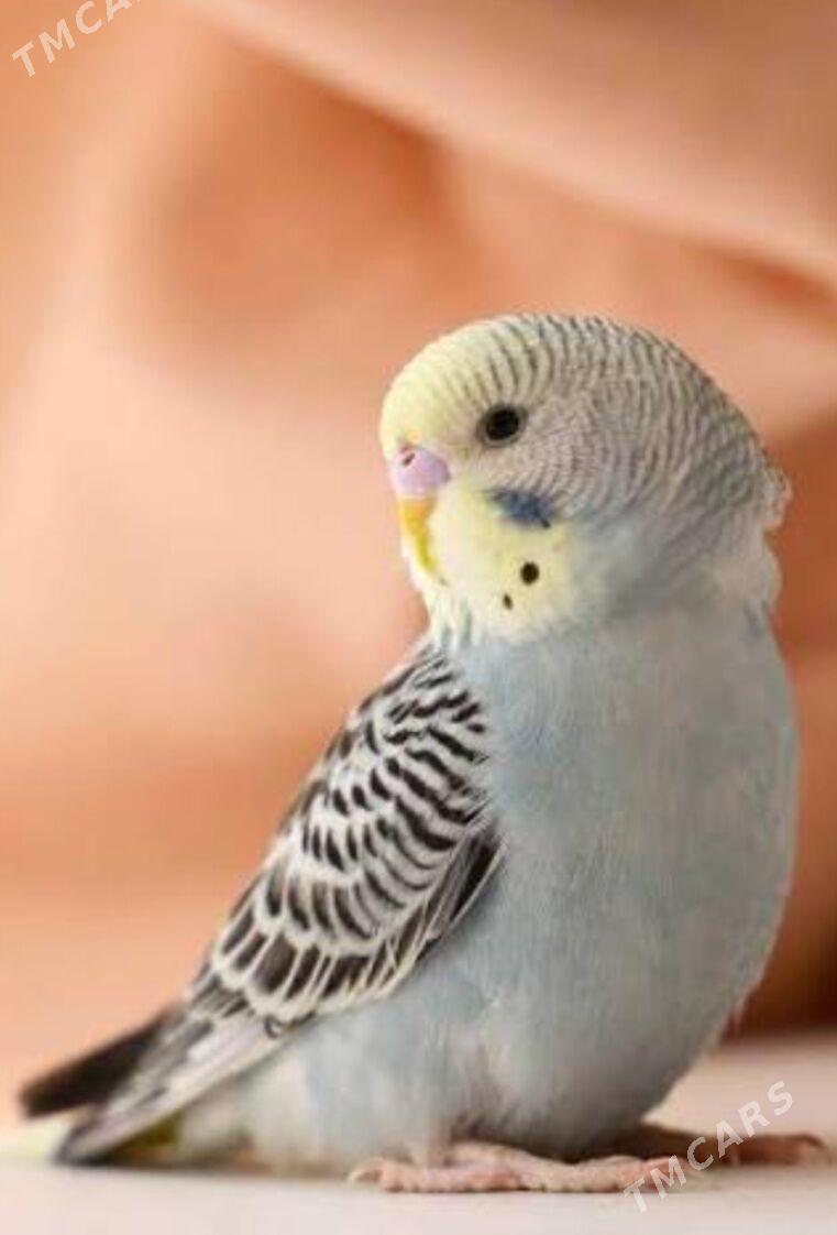 papugay pabugay valnisdy - Ашхабад - img 2