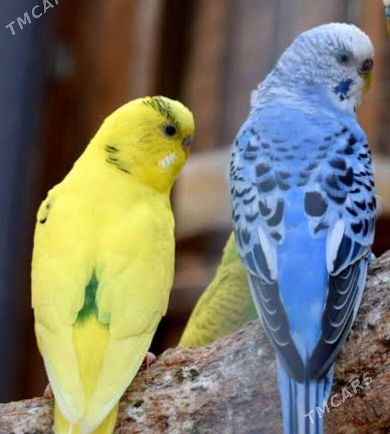 papugay pabugay valnisdy - Ашхабад - img 4