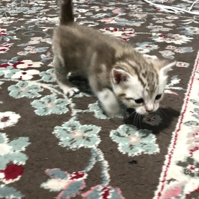 Pisik Satlandski - Türkmenbaşy - img 4