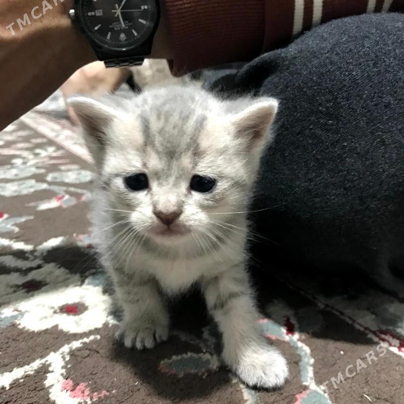 Pisik Satlandski - Türkmenbaşy - img 5