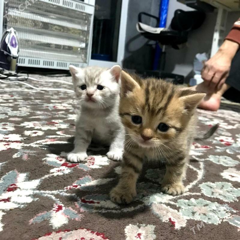 Pisik Satlandski - Türkmenbaşy - img 6