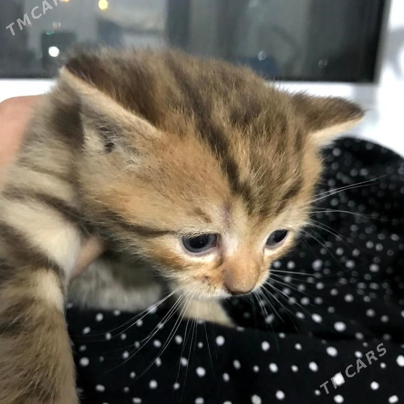 Pisik Satlandski - Türkmenbaşy - img 2