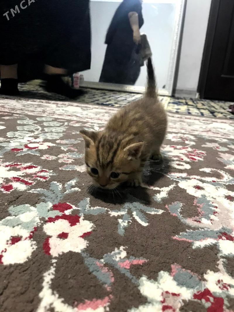 Pisik Satlandski - Türkmenbaşy - img 10