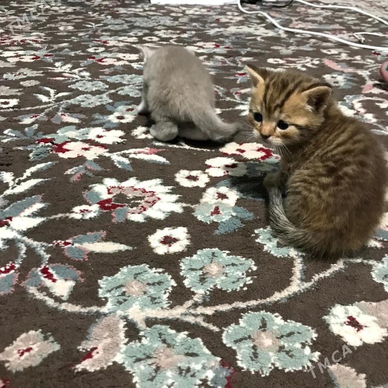 Pisik Satlandski - Türkmenbaşy - img 7